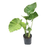 Planta Hoja Elegante 1m