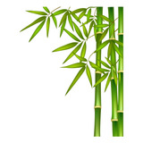 Caña De Bambu En Terron Cerco Vivo