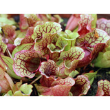 Sarracenia Purpurea Tamaño Grande - Plantas Carnívoras