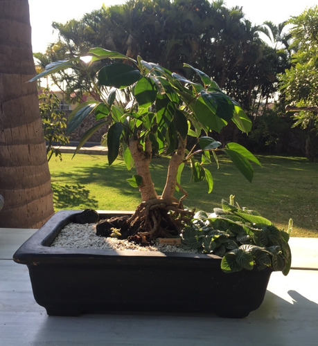 Árbol Bonsai Aralia En Maceta Bonsayera