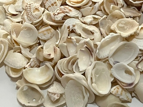 Conchitas De Mar Pedaceria  1 Kg. 