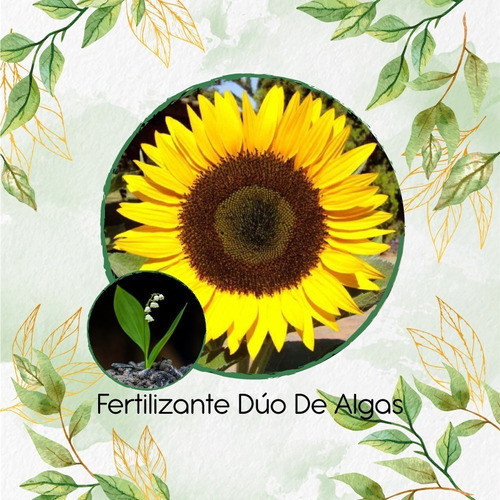 Dúo De Abono Orgánico De Algas Para Girasol Domino