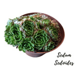 Sedum Sedoides Suculenta Exotica + Semillas Mix