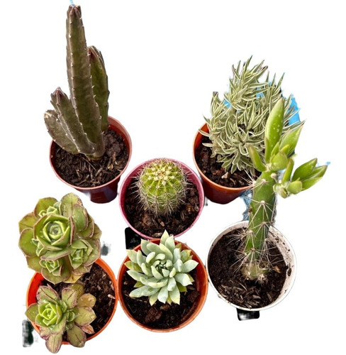 Mini Cactus Suculentas En Maceta X10 Souvenir Regalo, Oferta