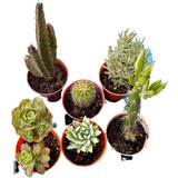 Mini Cactus Suculentas En Maceta X10 Souvenir Regalo, Oferta