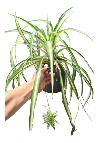 Planta Lazo De Amor Araña Chlorophytum Golgante Maceta 3l
