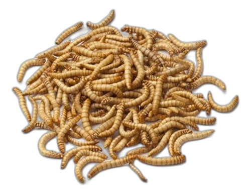 Tenébrio Molitor 500 Larvas (frete Grátis Brasil)