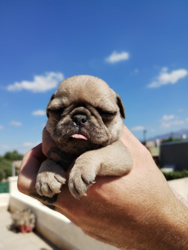 Cachorros Pug Carlino Exclusivos Mendoza 