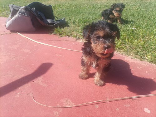 Yorkshire Terrier