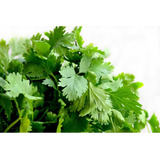 100 Semillas Cilantro (varios Cortes) Huerta Aromática 