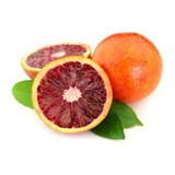 Naranja Sanguínea. Cultivar Tarocco Rosso.