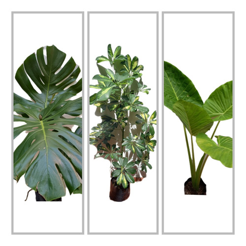 Monstera+ Aralia+ Alocasia Todas 1mt. De Alt. En Env 4lts.