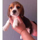 Hermosos Cachorros Beagle, Hembra Y Macho, Súper Calidad