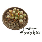 Fenestraria Rhopalophylla Suculenta Exótica  + Semillas Mix