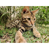 Gatitos Hermosos Bengal Bengalíes Bengala