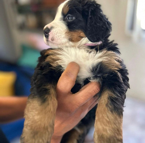 Vendo Espectaculares Cachorros Bernes De La Montaña 