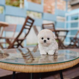 French Poodle Mini 