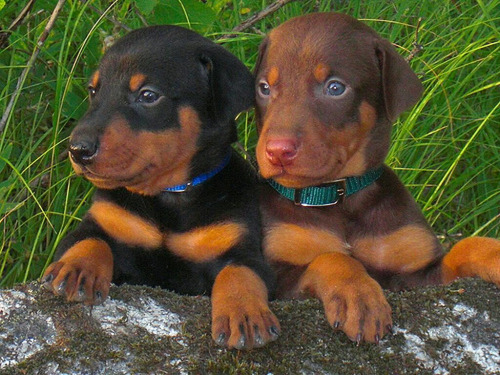 Doberman Criadero Imperial Pets