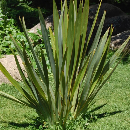 Pita Verde Planta Ornamental