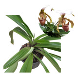 Orquídea Terrestre Paphiopedilum Touceira (sapatinho) 