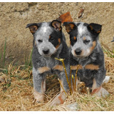 Filhotes De Blue Heeler, Boiadeiro Australiano Com Pedigree