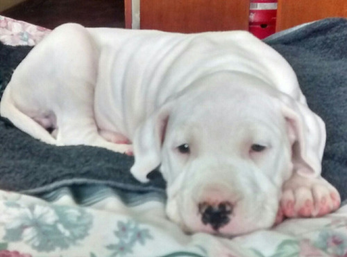 Dogo Argentino Excelentes Cachorros