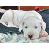 Dogo Argentino Excelentes Cachorros