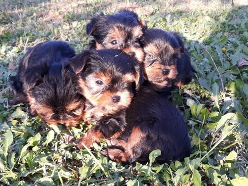 Cachorras Yorkshire Terrier Inscritos Hembras 