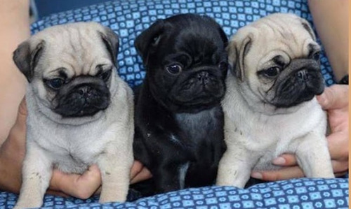 Hermosos Cachorros Pug Carlino 