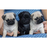 Hermosos Cachorros Pug Carlino 