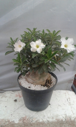 Unico Bonsai De Rosa Del Desierto De 15 Años