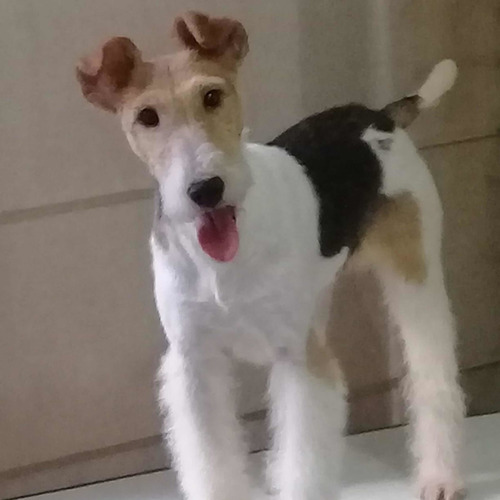 Fox Terrier Wire Hembra