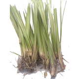 Pasto Vetiver (paquete 100 Plantas)