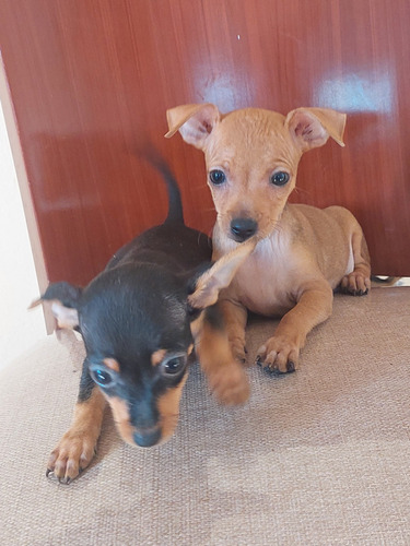 Cachorritos Pincher Mini Dorado Y Tradicion