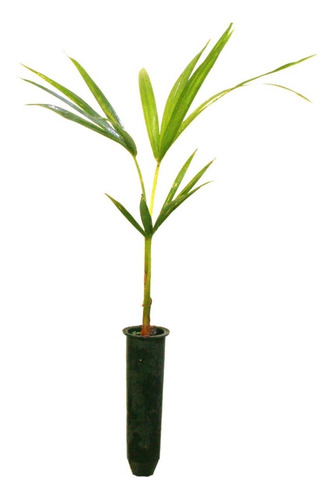 Palmeira Jussara - Palmito Jussara - 10 Mudas Com 10 A 30 Cm