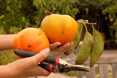 Caqui Gigante Fuyu Caqui Japonês - Sementes Fruta Para Mudas