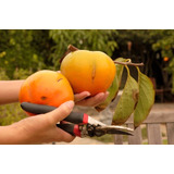 Caqui Gigante Fuyu Caqui Japonês - Sementes Fruta Para Mudas