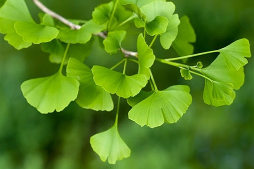 Arbol Ginkgo Biloba - Entrega Gratis Caba Y Gba,