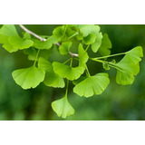 Arbol Ginkgo Biloba - Entrega Gratis Caba Y Gba,