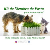 4 Pasto Mascotas (kit Siembra) - Kg a $1875