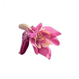 Pack X 10 Semillas Aquilegia Colombiana (elegir Color)