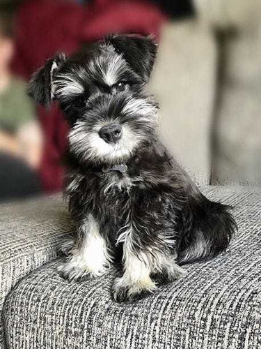 Schnauzer Miniatura Cachorros Puppys