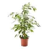 Ficus  Planta De Interior - Envase 10 Lts - Envios
