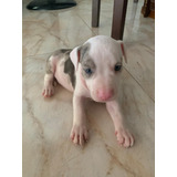 Cachorro Pitbull Sttanfordshire Terrier 