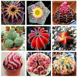 200 Sementes Cactus E Suculentas  P/fazer Mudas