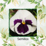 160 Semillas De Flor Viola X Wittrockiana + Obs Germinación