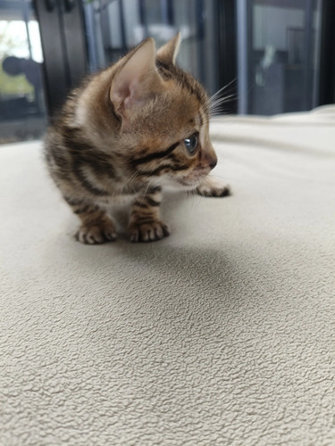 Gato Bengalí Brown | MercadoLibre