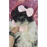 Linda Filhote De Shih Tzu Fêmea Com Os Olhos Verdes