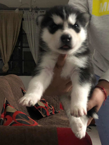 Cachorros Huskys Siberianos Hembras Y Machos Manto Negro.