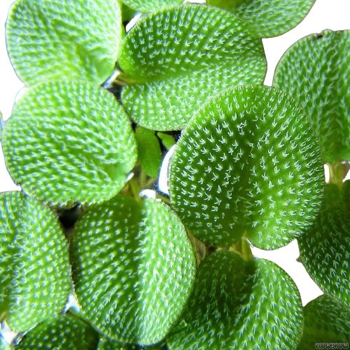 Planta Acuática Flotante Salvinia Natans O Mínima